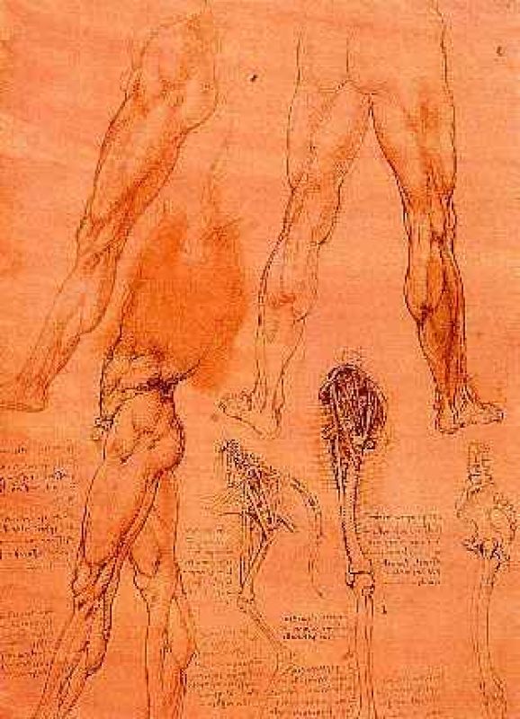 estudios de piernas y pata de caballo.jpg